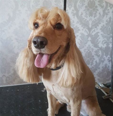 Cocker Spaniel Haircut