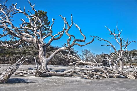 Driftwood Beach, Jekyll Island, Ga. An awesome place to be. | Driftwood beach, Favorite places, Trip