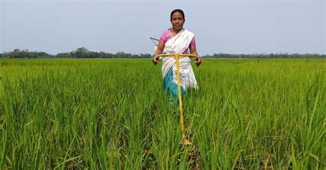 In flood-prone Assam, new varieties of rice are helping farmers in ...