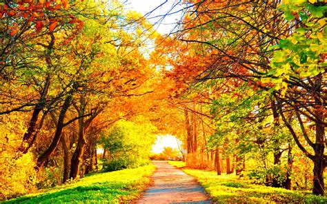 autumn, Fall, Season, Nature, Landscape, Leaf, Leaves, Color, Seasons, Tree, Forest Wallpapers ...