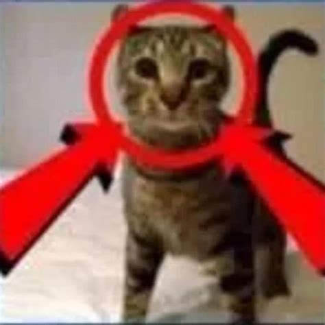 this is a cat with a circle and 2 red arrows : r/notinteresting