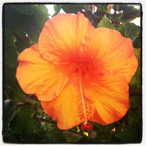 Orange hibiscus flower