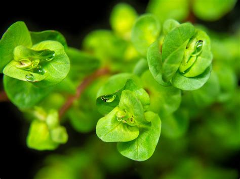 Rose Red Rotala (Rotala macrandra), bunch - Aquatic Arts on sale today for $ 5.99