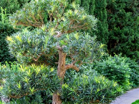 Learn About Podocarpus Plants - Guide To Growing A Podocarpus Tree