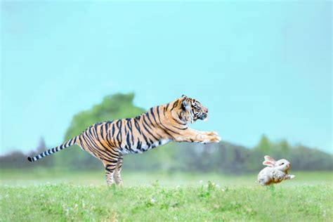 Pouncing Tigers Stock Photos, Pictures & Royalty-Free Images - iStock