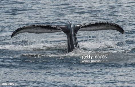 85 Angoon Alaska Stock Photos, High-Res Pictures, and Images - Getty Images