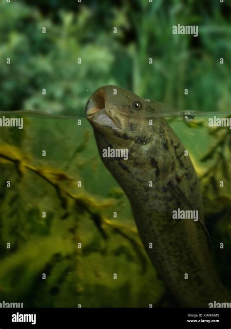 Lungfish Stock Photos & Lungfish Stock Images - Alamy