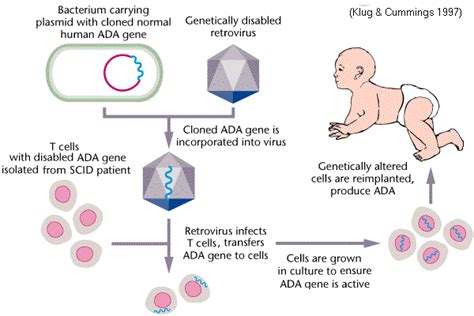 Difference between Somatic and Germline gene therapy ~ Biology Exams 4 U