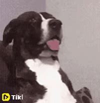 Confused Dog GIFs - Find & Share on GIPHY