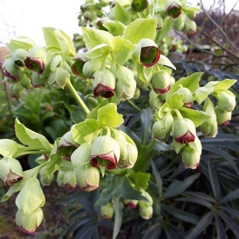 33 Best Types of Hellebores Varieties | Balcony Garden Web