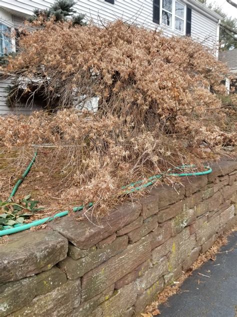 More Winter Pruning – Gardendaze