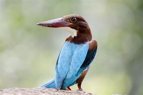 White-throated kingfisher in India | Kingfisher, Kingfisher bird, Birds images