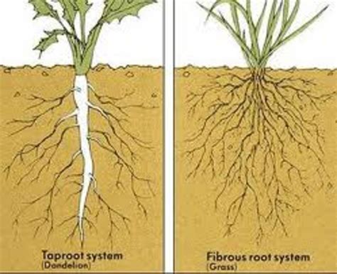 Diagram Of A Tap Root System How To Draw Root System Tap Roo