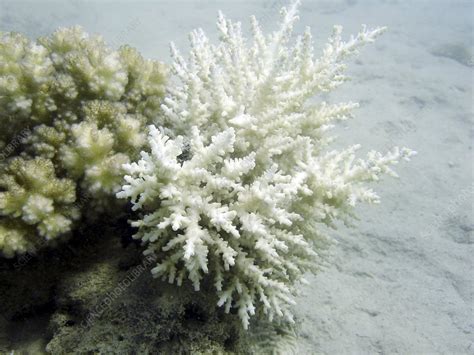 Bleached coral - Stock Image - C001/5199 - Science Photo Library