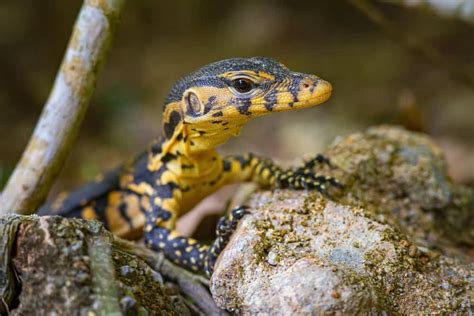 Monitor Lizard Animal Facts | Varanus Indicus | AZ Animals