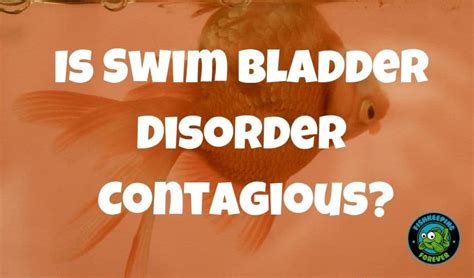 Is Swim Bladder Disorder Contagious? – Fishkeeping Forever