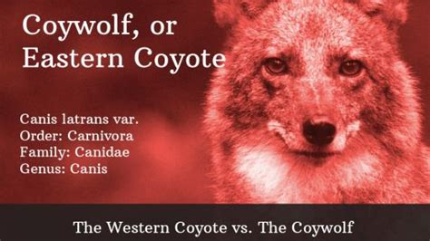 Meet the Coywolf | The Original Coyote and its Chicagoland habitat ...