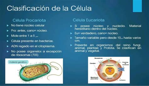 Ejemplos De La Celula Eucariota Y Procariota Consejos Celulares | Images and Photos finder