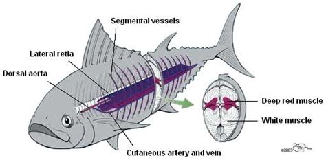 Biologi Kelas X vertebrata pisces Ciri-ciri | Biologi Kelas