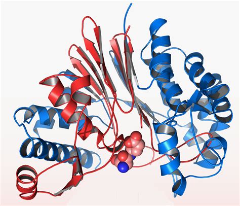 File:Bacillus anthracis - CapD protein crystal structure.jpg - Wikimedia Commons