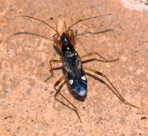 Arizona: Beetles, Bugs, Birds and more: Backyard Black Light in May