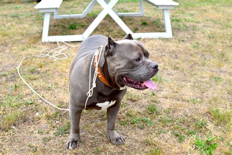 Internet in Stitches at Dog's Reaction to Trying Trampoline for First Time - Newsweek