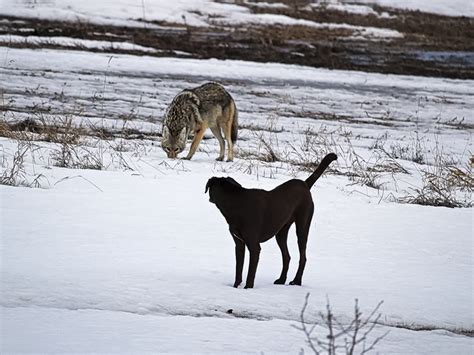 Dog And Coyote Interactions · The Wildest