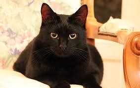 Black Cat Names & 180+ Creative Black Kitten Names - Pet Care Stores