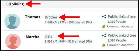 How Does Ancestry DNA Show Half-Siblings (Examples) – Data Mining DNA