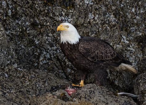 Animal Facts: Bald Eagle | Canadian Geographic