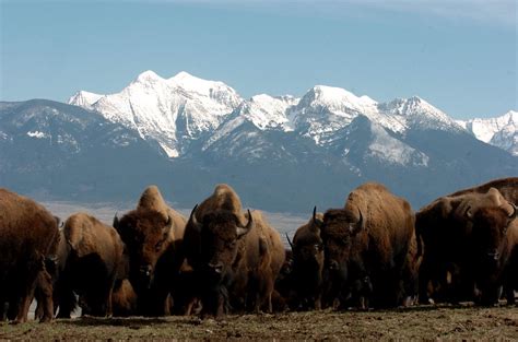 Herd of Bison | Bison on the National Bison Range in Montana… | Flickr