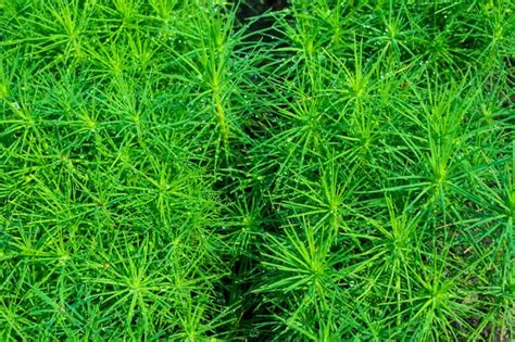 Premium Photo | Small fir-trees in the nursery under the agrofiber ...