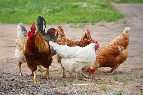 8 Simple Tips for Breeding Chickens - The Happy Chicken Coop