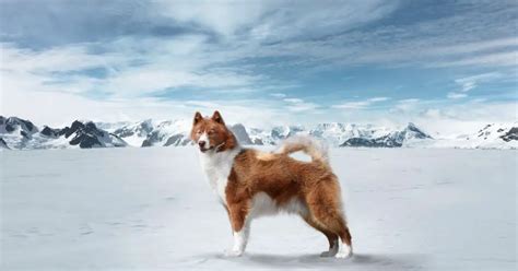 Canadian Eskimo Dog | Dog Breed Info, Guide & Care