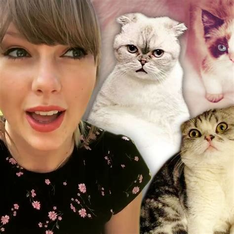 Taylor Swift Cats