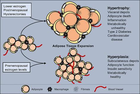 Frontiers | The Regulation of Adipose Tissue Health by Estrogens