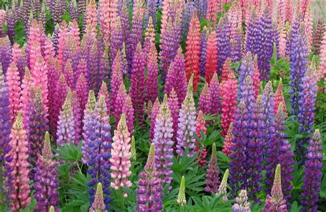 Lupine Lovers Outraged – Boundary Waters Blog