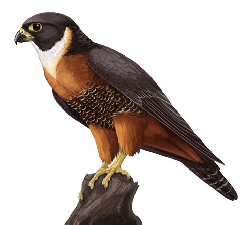 Falcon clipart icon, Falcon icon Transparent FREE for download on WebStockReview 2022