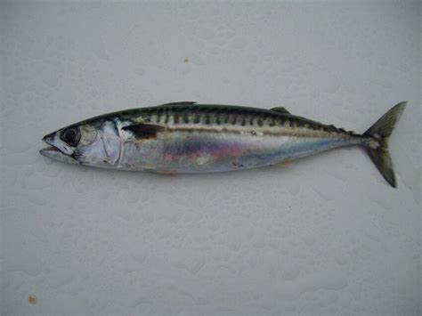 Free picture: Atlantic, mackerel, fish