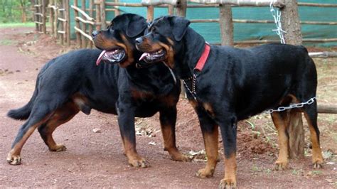 Dog Mating/Breeding Video Rottweiler - YouTube