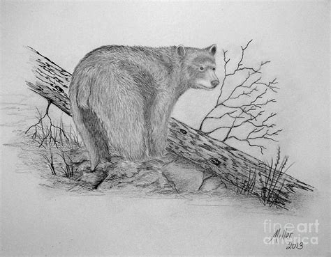 Black Bear Drawing by Peggy Miller - Pixels