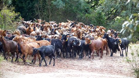 A picture a day: Herd of goats