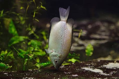 Complete Kissing Gourami Care Guide: A Tropical Fish Like No Other | Fishkeeping World