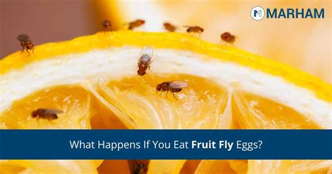 What Happens If You Eat Fruit Fly Eggs? | Marham