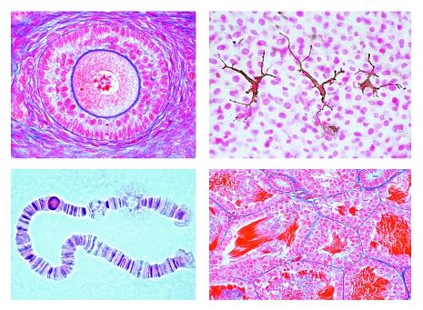 Animal Cells Under A Microscope