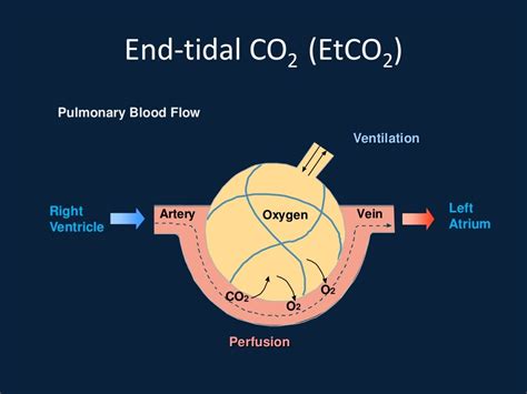 End tidal co2 and transcutaneous monitoring