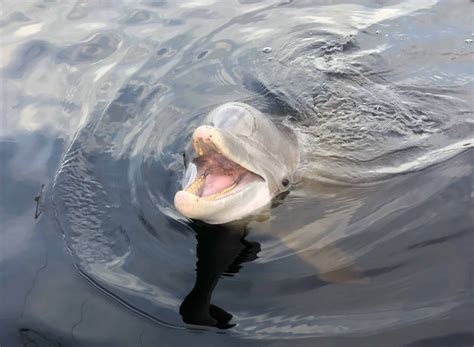 Private Shell Island Snorkeling Excursion - TripShock!