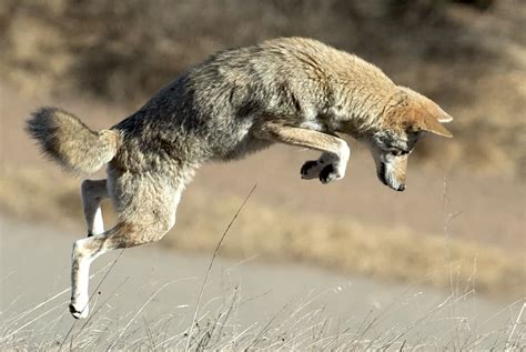 What Do Coyotes EAT Here In San Francisco? | Coyote Yipps