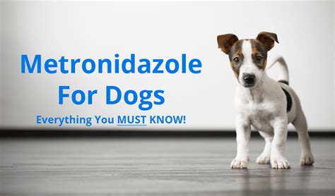 Metronidazole for Dogs – Everything You MUST KNOW!