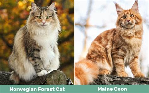 Gato del bosque de Noruega vs. Maine Coon: las diferencias (con imágenes) - gatosmainecoon.store